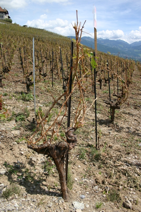 Vignes grelees Lavaux - 065